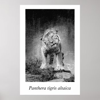 Amur Tiger #3 Panthera Tigris Altaica Poster by rgkphoto at Zazzle