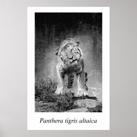Amur Tiger #3 Panthera Tigris Altaica Poster