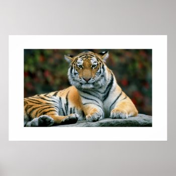 Amur Tiger #6 Poster by rgkphoto at Zazzle