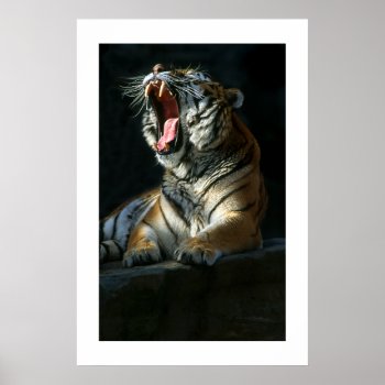 Amur Tiger #7-poster Poster by rgkphoto at Zazzle