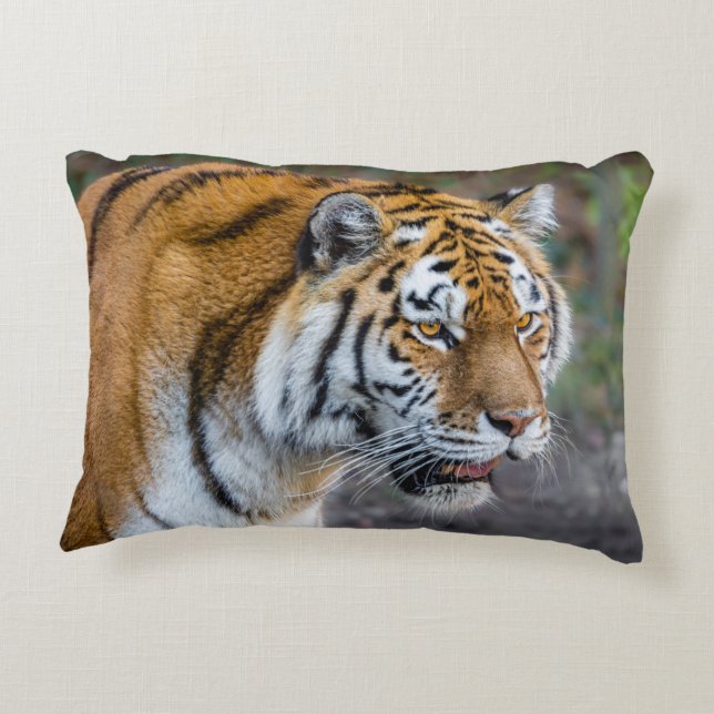 Amur tiger accent pillow (Back)