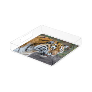 Amur tiger acrylic tray