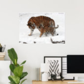 Amur tiger and Cub Poster (Home Office)
