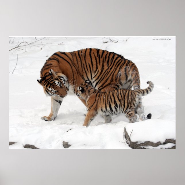 Amur tiger and Cub Poster (Front)