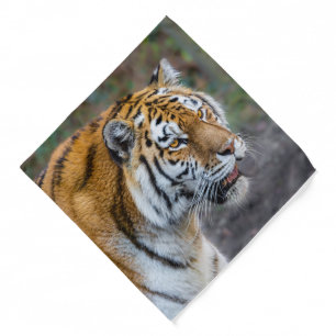 Amur tiger bandana