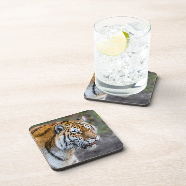 Amur tiger beverage coaster (Right Side)