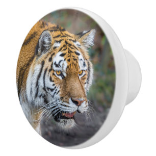 Amur tiger ceramic knob