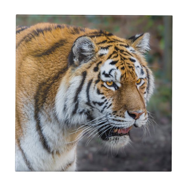 Amur tiger ceramic tile (Front)