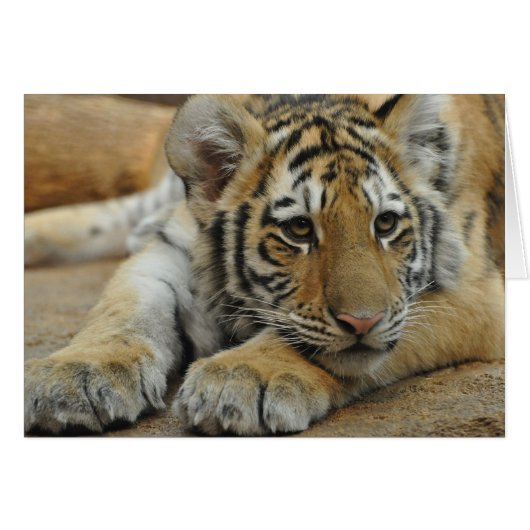 Amur Tiger Cub Cards (Front Horizontal)