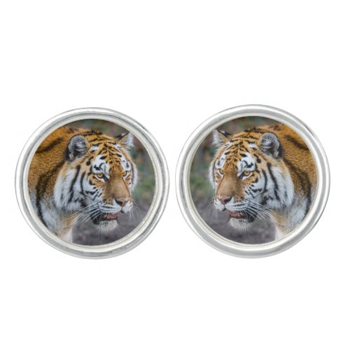 Amur tiger cufflinks