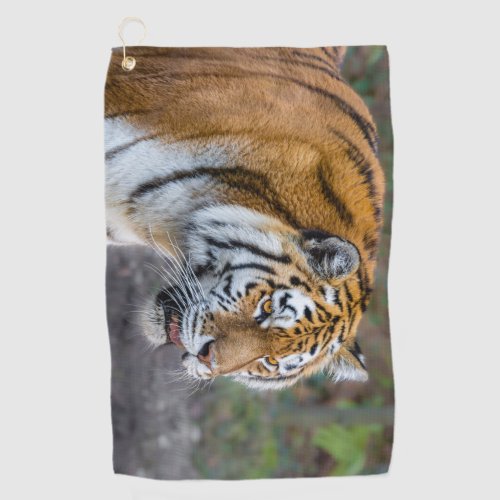 Amur tiger golf towel