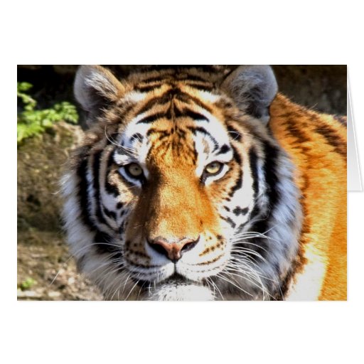 Amur Tiger Look forward to peace and love Card | Zazzle