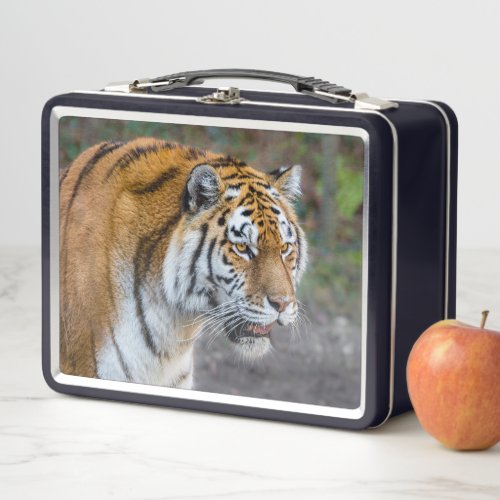 Amur tiger metal lunch box