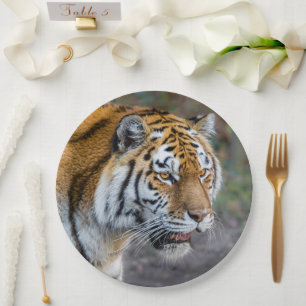 Amur tiger paper plates