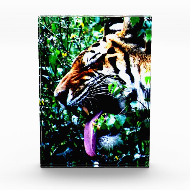 Amur Tiger pba Photo Block (Front)