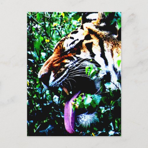 Amur Tiger pccna Postcard