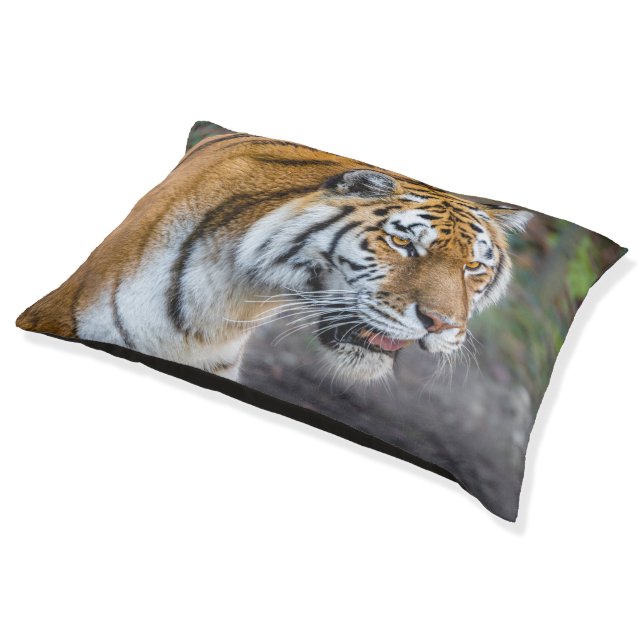 Amur tiger pet bed (Angled)