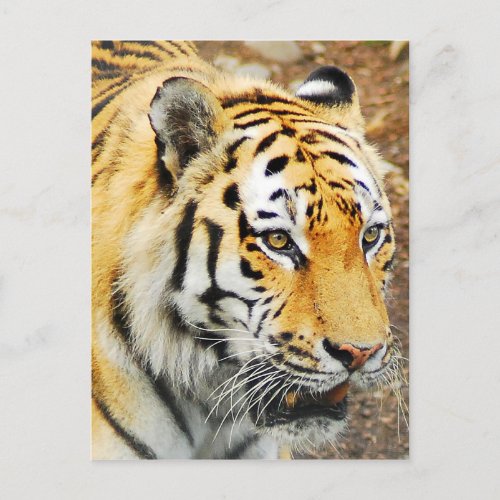 Amur Tiger Postcard