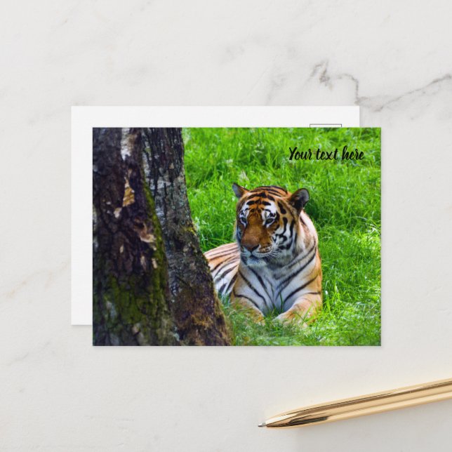 Amur Tiger Postcard (Front/Back In Situ)