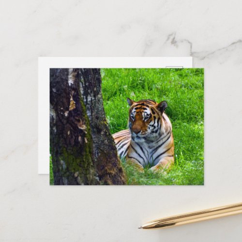 Amur Tiger Postcard