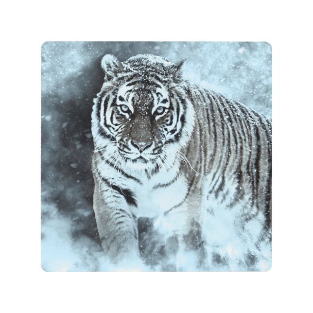Amur Tiger Siberian Predator Big Cat Metal Print (Front)
