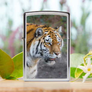 Amur tiger Zippo Lighter