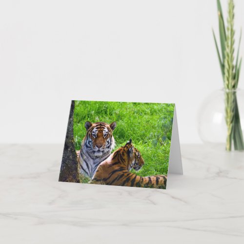 Amur Tigers Greeting card