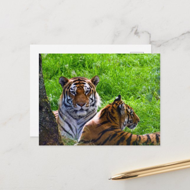 Amur Tigers Postcard (Front/Back In Situ)