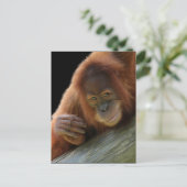 Amused Young Orangutan Postcard | Zazzle