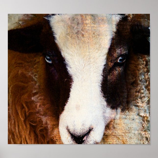 Amy The Ewe Poster (Front)