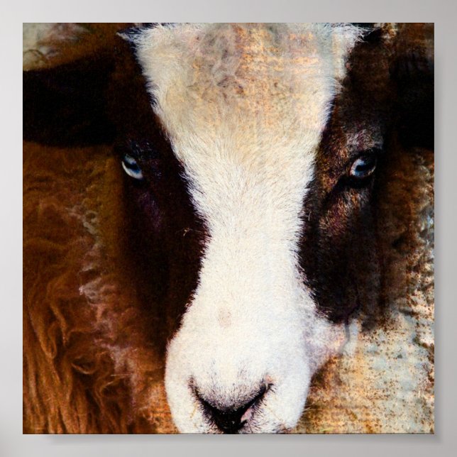 Amy The Jacob Ewe Poster (Front)