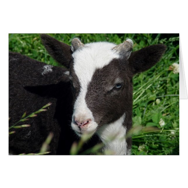 Amy's Lamb Cards (Front Horizontal)