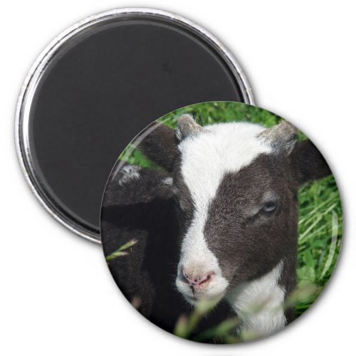 Amys Lamb Magnet