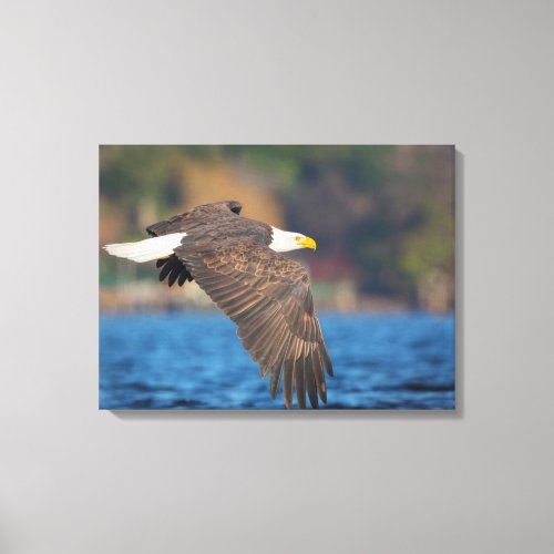 An adult Bald Eagle flies low over water Canvas Print