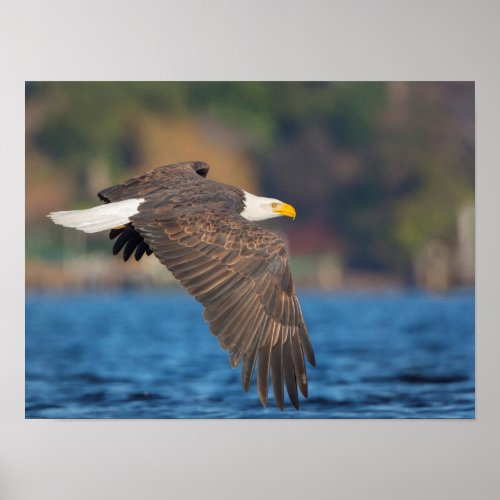 An adult Bald Eagle flies low over water Poster