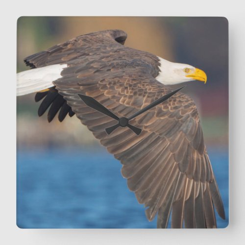 An adult Bald Eagle flies low over water Square Wall Clock