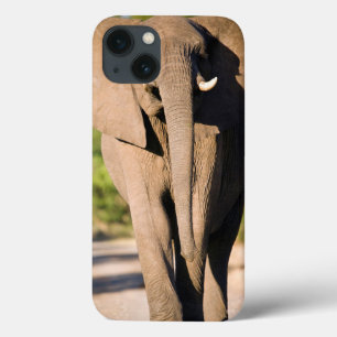 An African Elephant (Loxodonta Africana) Walks iPhone 13 Case