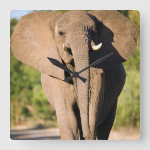 An African Elephant (Loxodonta Africana) Walks Square Wall Clock