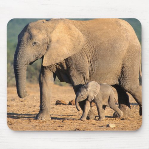 An African Elephant mother and calf on the move Mouse Pad