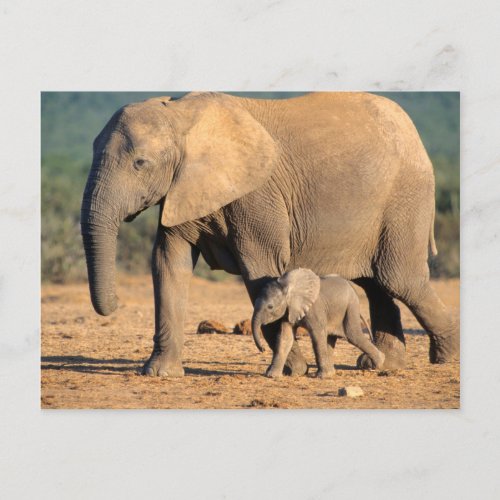 An African Elephant mother and calf on the move Postcard