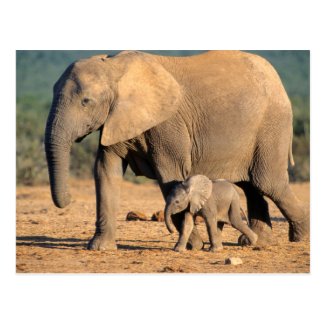 An African Elephant mother and calf on the move Postcard