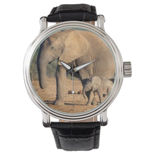 An African Elephant mother and calf on the move Watch