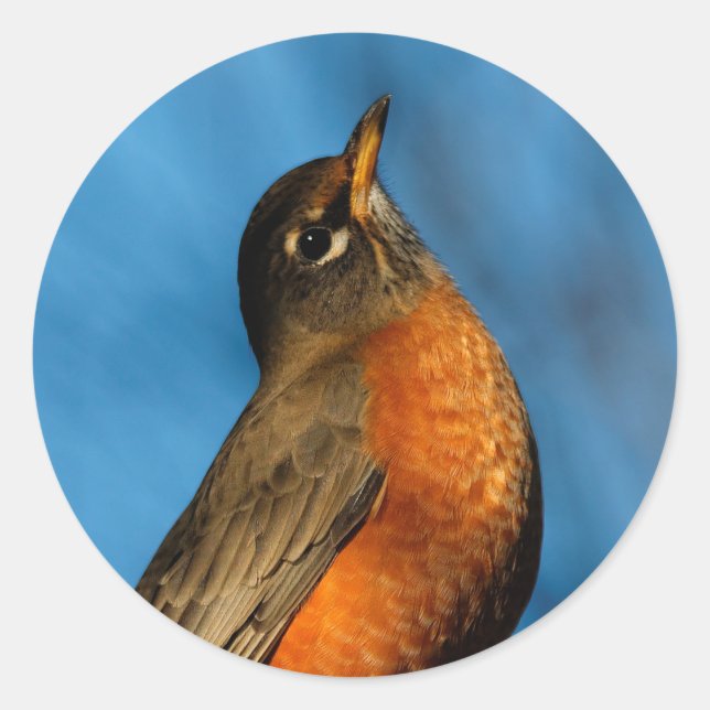 An American Robin Looks Up Classic Round Sticker (Front)