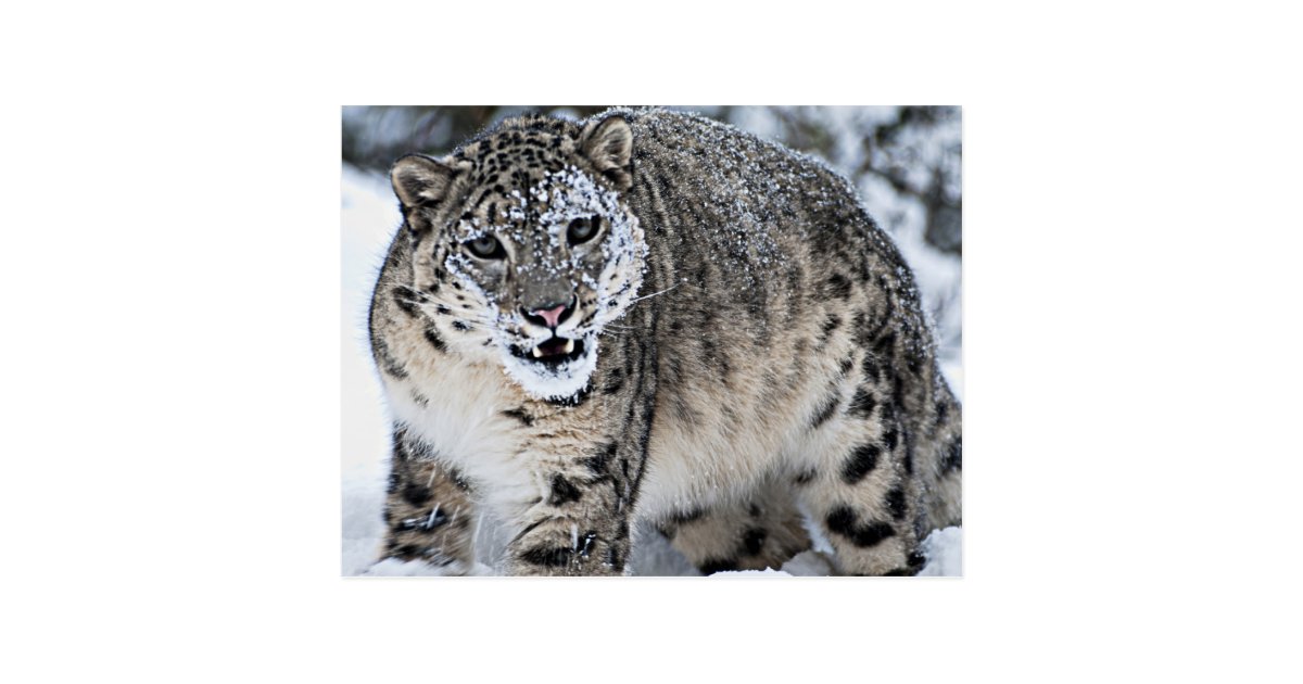 An Angry Snow Leopard Postcard | Zazzle