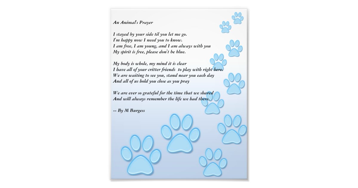 An Animal's Prayer - Photo Print | Zazzle