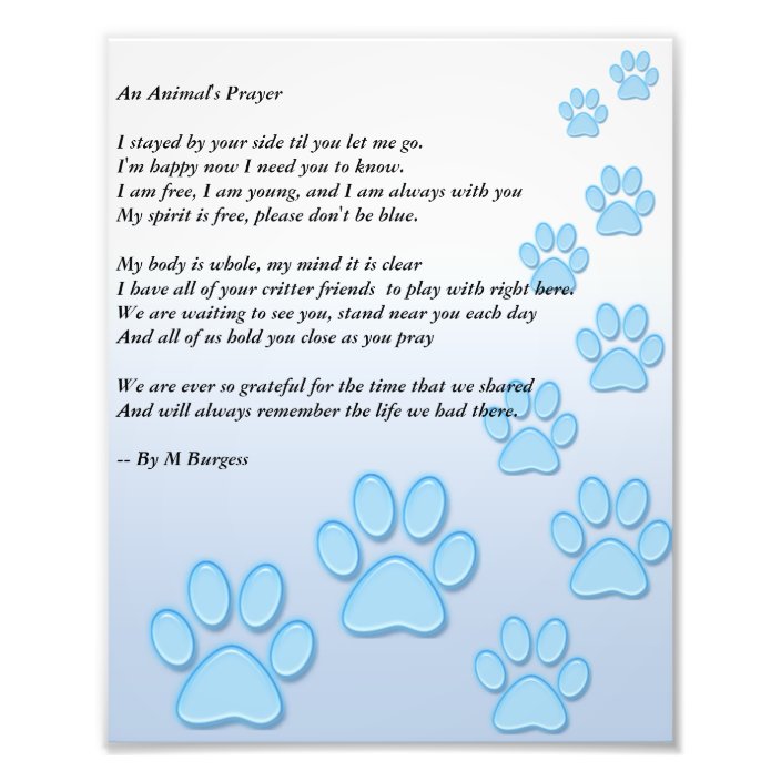 An Animal's Prayer - Photo Print | Zazzle.com