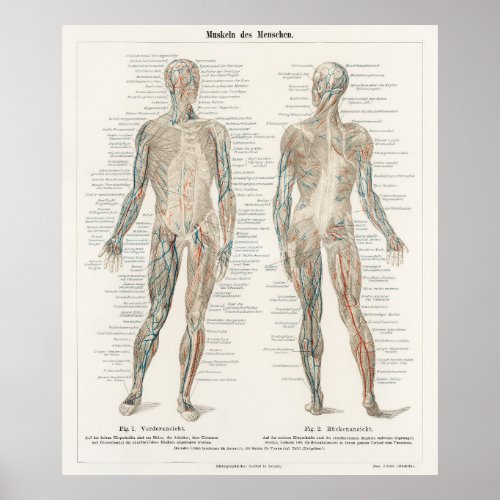 An antique lithograph of the human musculature sys poster