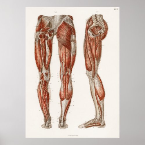 An antique  of the muscles of the legs and feet fr poster