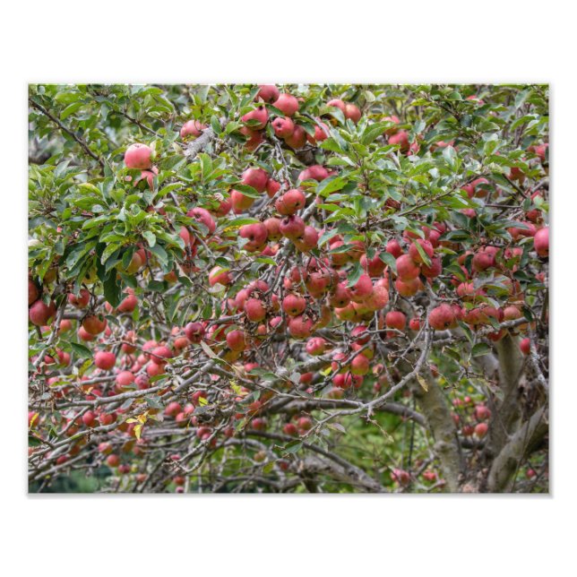An Apple Tree Photo Print (Front)