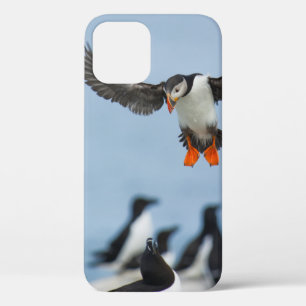AN ATLANTIC PUFFIN COMING IN TO LAND WITH ITS WING iPhone 12 CASE